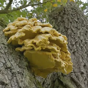 Common sulphur fungus (Laetiporus sulphureus) Common sulphur fungus (Laetiporus sulphureus)