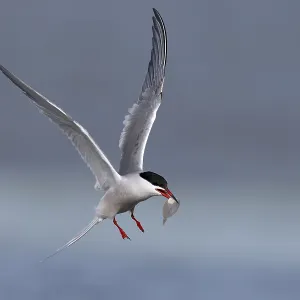 Common Tern (Sterna hirundo), Texel, Netherlands