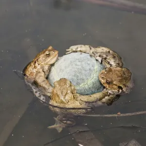 Common Toads (Bufo bufo) clinging tennis ball Common Toads (Bufo bufo) clinging tennis ball