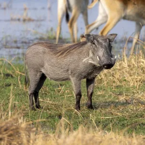 Common Warthog (Phacochoerus africanus) Common Warthog (Phacochoerus africanus)