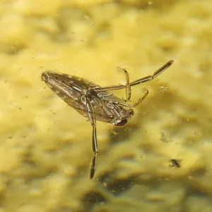 Common water boatman (Notonecta glauca) Back-swimmers