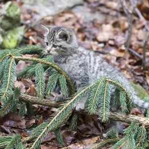 Common Wild Cat (Felis silvestris)