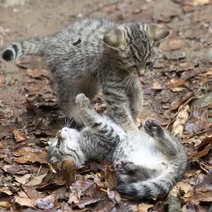 Common Wild Cat (Felis silvestris)