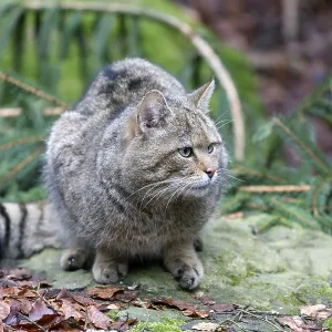 Common Wild Cat (Felis silvestris)