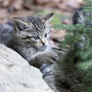 Common Wild Cat (Felis silvestris)