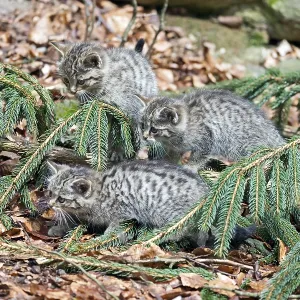 Common Wild Cat (Felis silvestris)