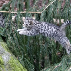 Common Wild Cat (Felis silvestris)