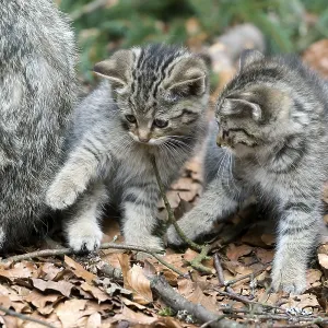 Common Wild Cat (Felis silvestris)