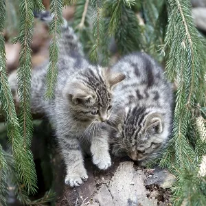Common Wild Cat (Felis silvestris)