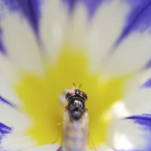 Common winter hoverfly (Episyrphus balteatus) on Dwarf Morning Glory (Convolvulus tricolor L)