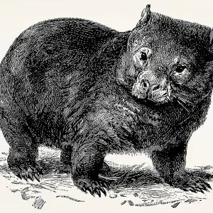 The common wombat (Vombatus ursinus)