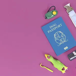 Concept for traveling with dogs showing made up blue dog passport next to pet supplies like collar Concept for traveling with dogs showing made up blue dog passport next to pet supplies like collar