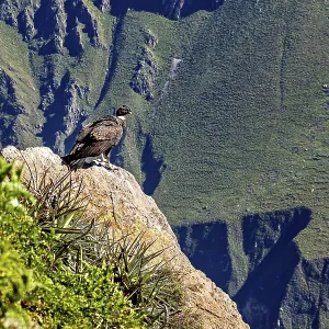 Condor sits majestically on a rock with a wide view over green mountains Condor sits majestically on a rock with a wide view over green mountains