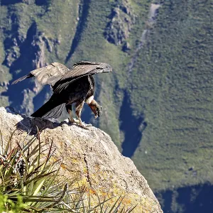 A condor spreads its wings on a rock in a green mountain landscape A condor spreads its wings on a rock in a green mountain landscape