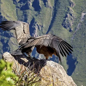 Condors with outspread wings on a rock in front of a mountain background Condors with outspread wings on a rock in front of a mountain background