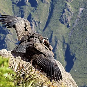 Condors with outstretched wings on a rock in front of a green mountain landscape Condors with outstretched wings on a rock in front of a green mountain landscape