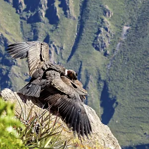 Two condors on rocks with folded wings in front of a mountain backdrop Two condors on rocks with folded wings in front of a mountain backdrop