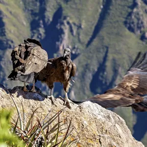 Two condors over rocks in a mountain landscape with outstretched wings Two condors over rocks in a mountain landscape with outstretched wings