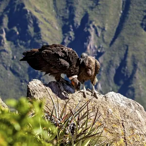 Condors on rocks in a mountainous environment with green plants in the foreground Condors on rocks in a mountainous environment with green plants in the foreground