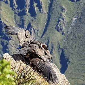 Condors on rocks with outstretched wings in front of green mountains Condors on rocks with outstretched wings in front of green mountains