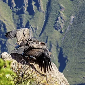 Condors on rocks with outstretched wings in front of a mountain landscape Condors on rocks with outstretched wings in front of a mountain landscape