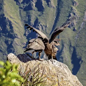 Condors on rocks during wing lifting in front of a mountain backdrop Condors on rocks during wing lifting in front of a mountain backdrop