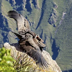 Two condors on rocks with wings moving in front of the mountain landscape Two condors on rocks with wings moving in front of the mountain landscape
