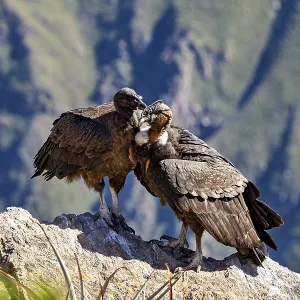 Two condors standing close together on a rock in the middle of a mountain backdrop Two condors standing close together on a rock in the middle of a mountain backdrop