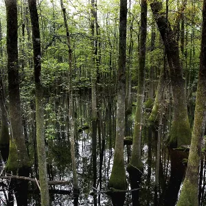 Congaree National Park Print: Cloudy Forest Reflections