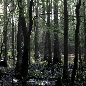 Congaree National Park Print: Flooded Trees in Light
