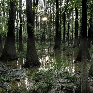 Congaree National Park Print: Trees in Flooded Forest