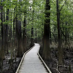 Congaree National Park Woodland Trail Print, South Carolina