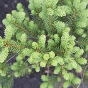 Árbol de conífera con agujas nuevas brillantes que emergen.