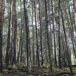 Coniferous forest Coniferous forest