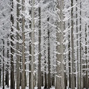 Coniferous forest covered with frost