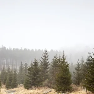 Coniferous forest in fog, Harz mountains