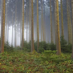 Coniferous forest in the fog, Horben