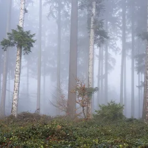 Coniferous forest in the fog, Horben Coniferous forest in the fog, Horben