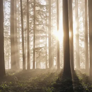 Coniferous forest in the fog in the light of the setting sun