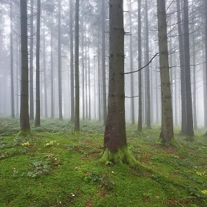Coniferous forest in fog with moss-covered ground