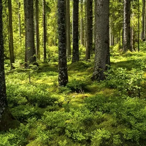A coniferous forest with a lot of green vegetation A coniferous forest with a lot of green vegetation