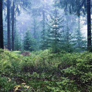 Coniferous forest near Masserberg Coniferous forest near Masserberg