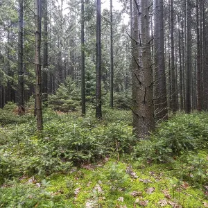 Forêt de conifères (Picea abies)