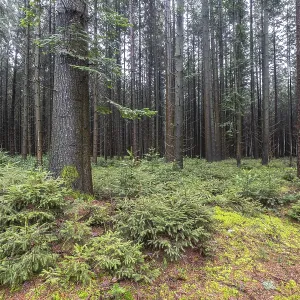 Forêt de conifères (Picea abies)