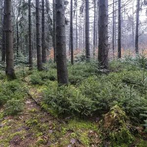 Forêt de conifères (Picea abies)