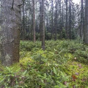 Forêt de conifères (Picea abies)