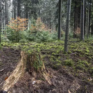 Forêt de conifères (Picea abies)