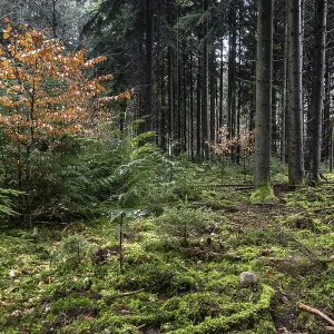 Forêt de conifères (Picea abies).