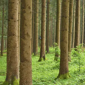 Coniferous forest, rain, spring