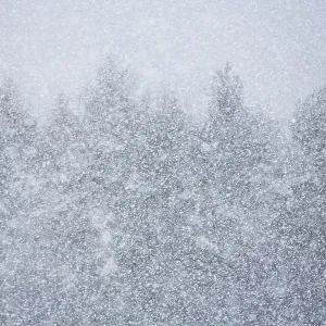 Coniferous forest at snowfall, wallpaper
